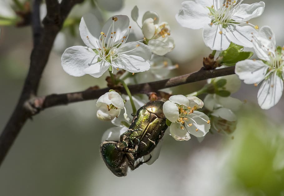gold beetle, apple tree, flower, insect, spring, valkoinne HD wallpaper