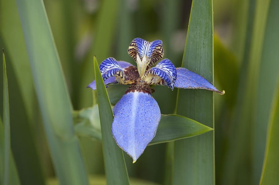False, Iris, Flower, Lily, Purple, false iris, patterns, nature HD wallpaper