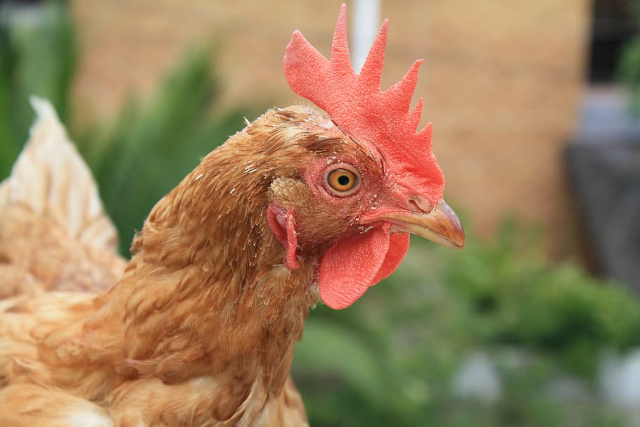 chicken, brown, bill, domestic animals, animal themes, chicken - bird HD wallpaper