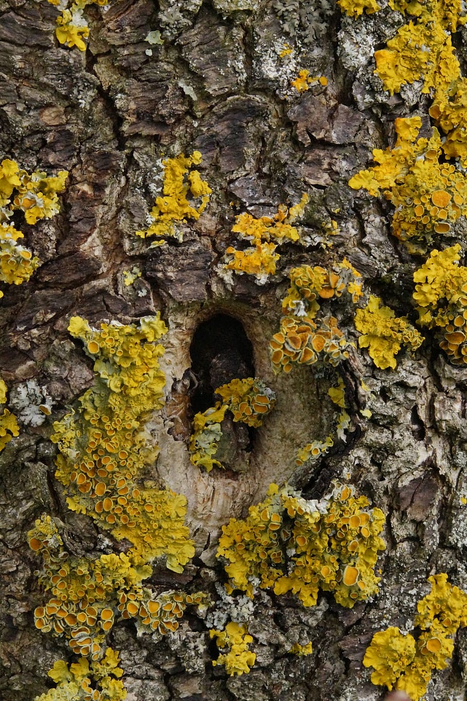 Knothole, Tree, Lichen, Wood, Bark, log, nature, tribe, tree bark HD wallpaper