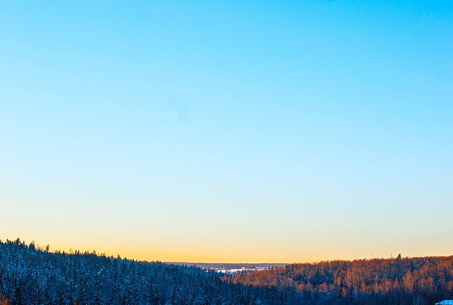 long-angle landscape photography of pine trees under blue calm sky HD wallpaper