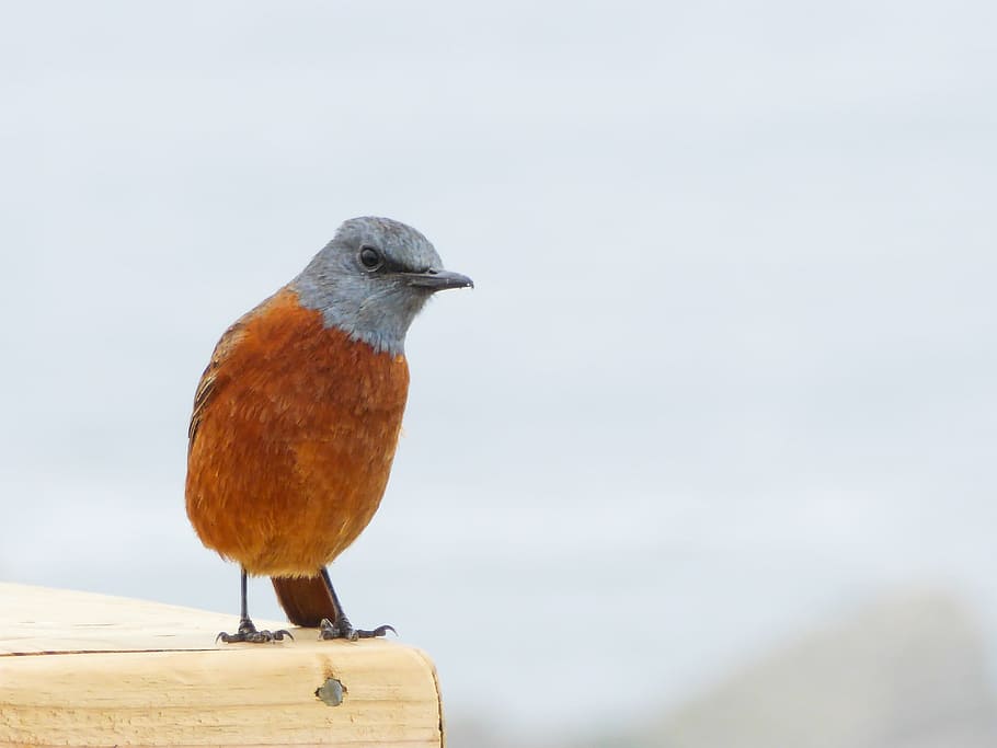 bird, funny, orange, curious, colorful, exotic, view, to watch HD wallpaper
