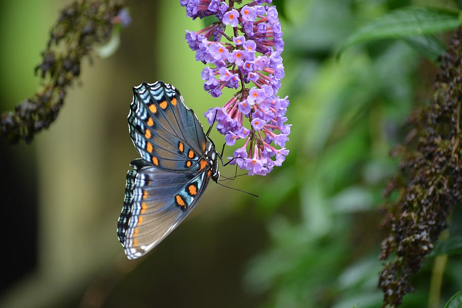 selective photography of gray, black, and orange butterfly on purple flower at daytime, HD wallpaper