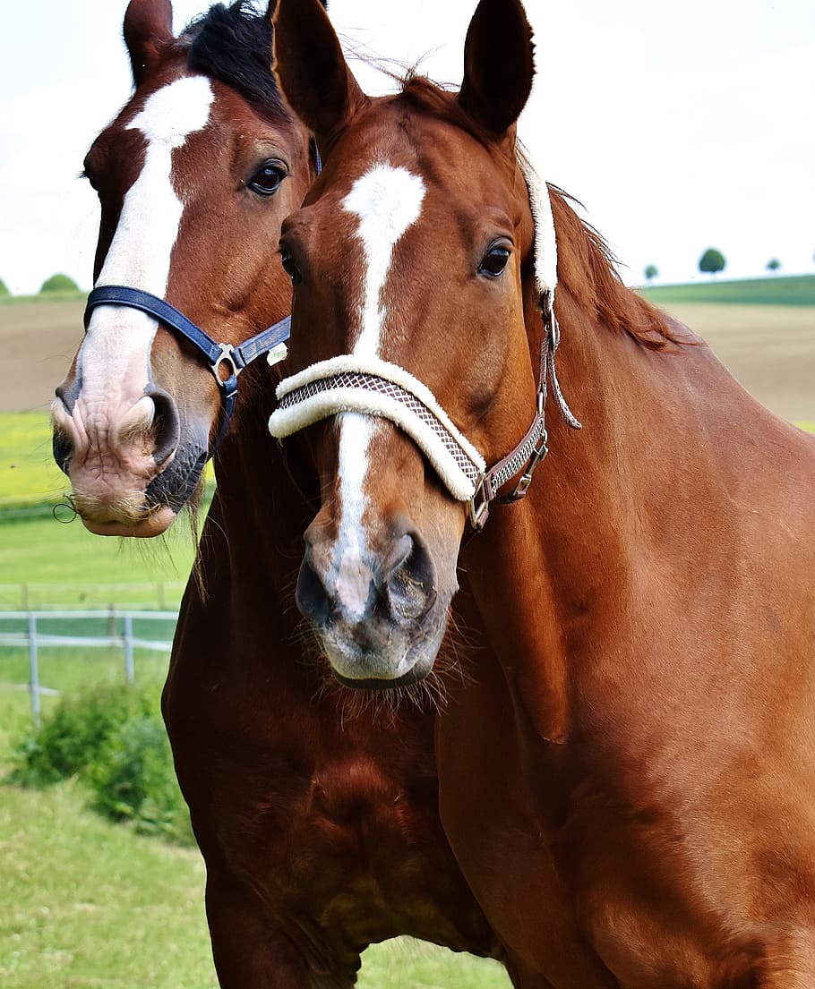 horses, for two, coupling, stallion, eat, paddock, brown, meadow HD wallpaper