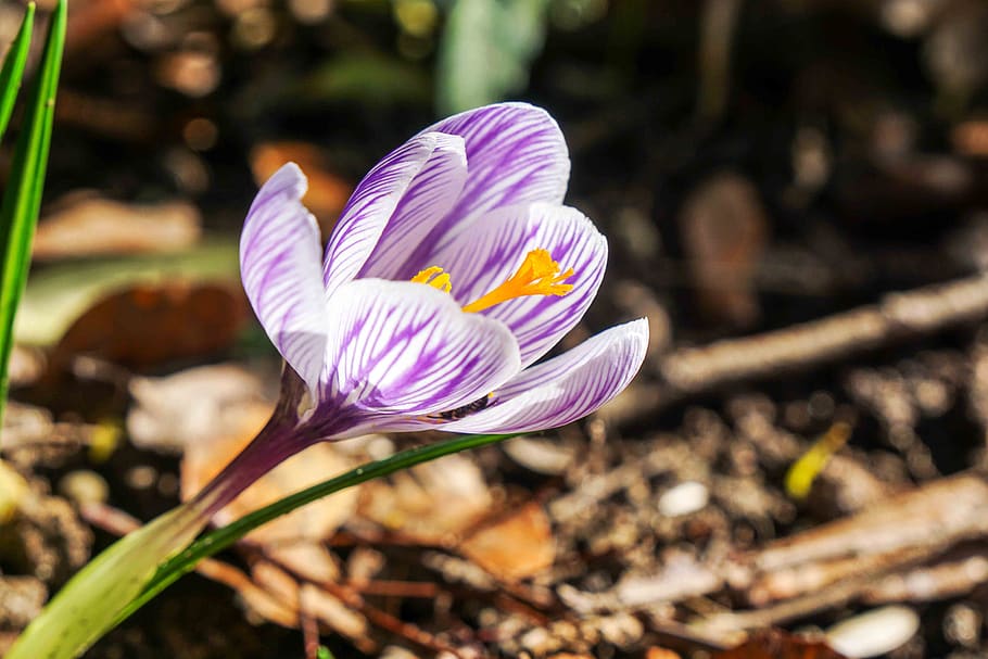 flower, spring, crocus, flowering plant, freshness, vulnerability HD wallpaper