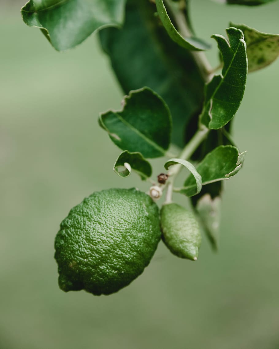 selective focus photo of oval brown fruit, tilt shift lens photography of round green fruit, HD wallpaper