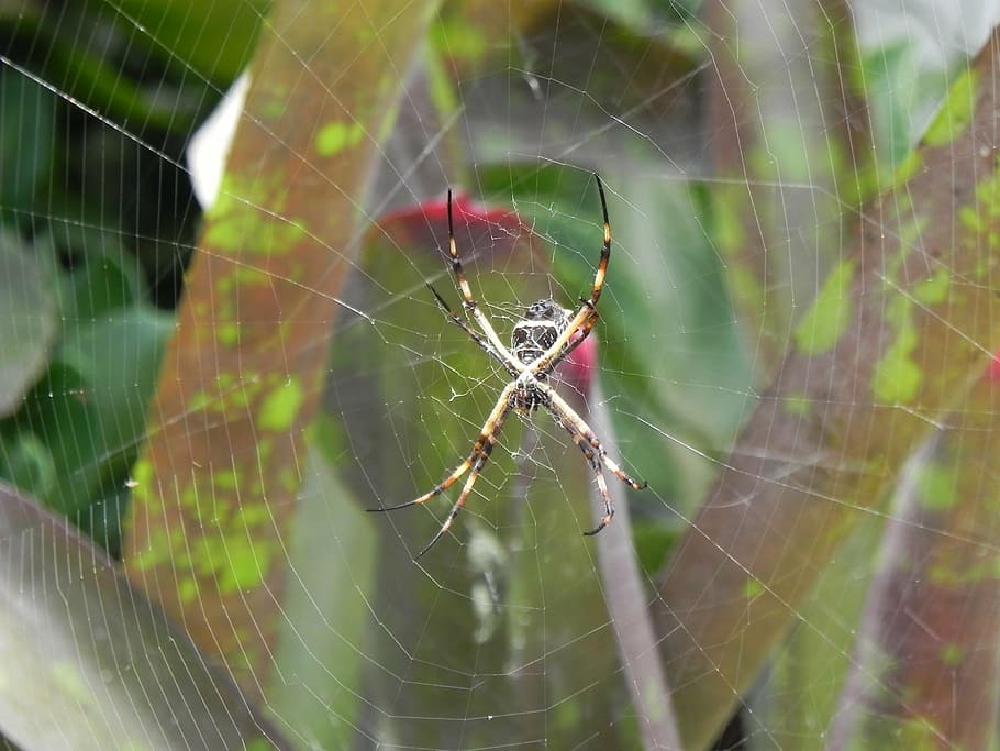 spider, animal, garden tiger, spider web, animal themes, fragility HD wallpaper