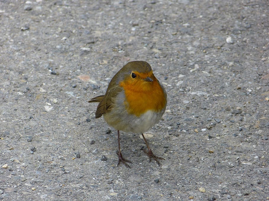 robin, bird, animals, erithacus rubecula, beautiful, pretty HD wallpaper