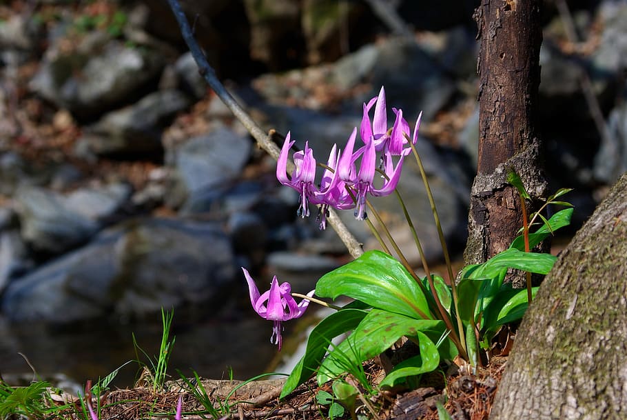 selective focus photography of purple petaled flower at daytime HD wallpaper