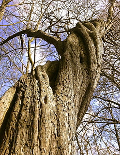 bare tree closeup photography, forest, nature, landscape, old tree HD wallpaper