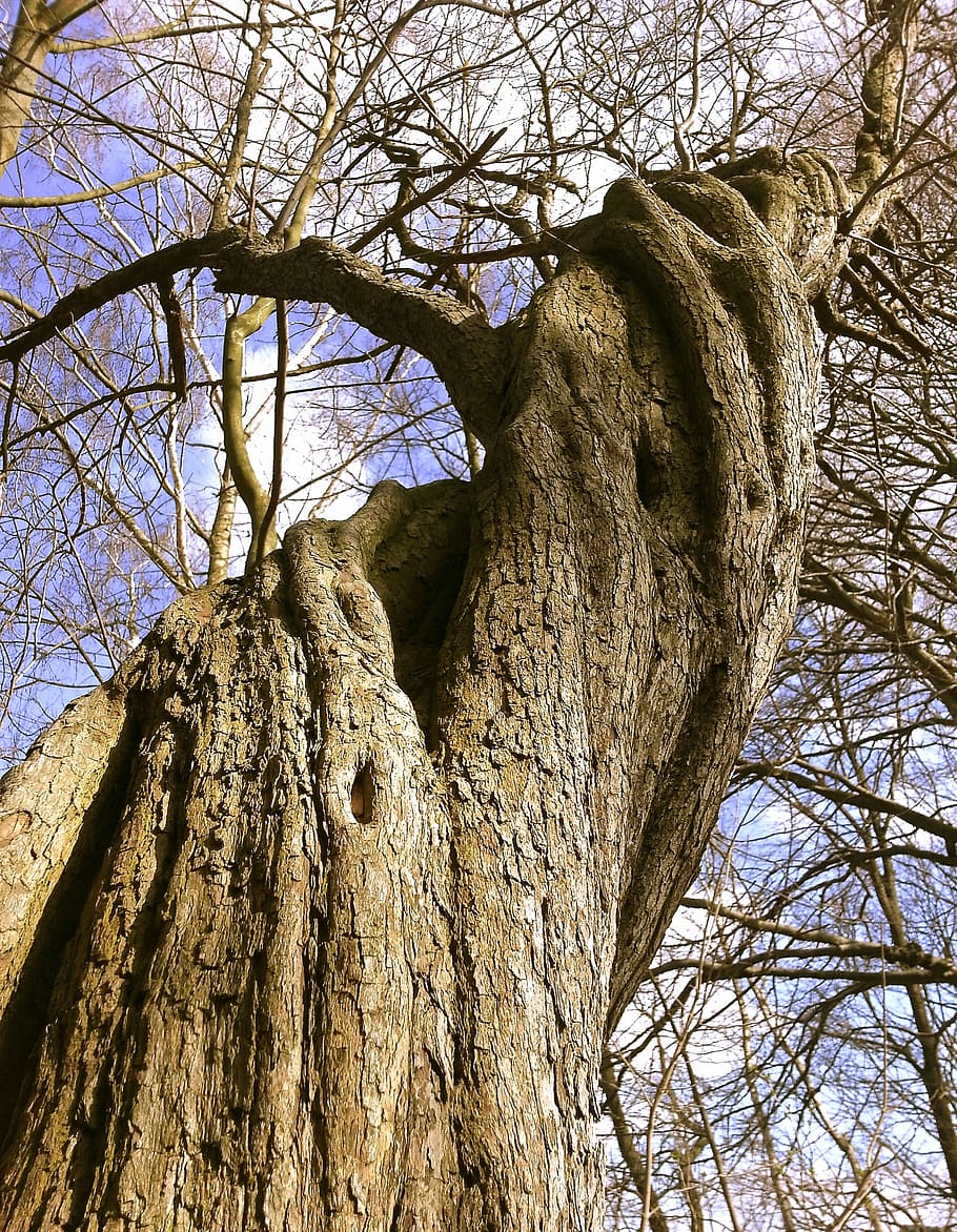 bare tree closeup photography, forest, nature, landscape, old tree