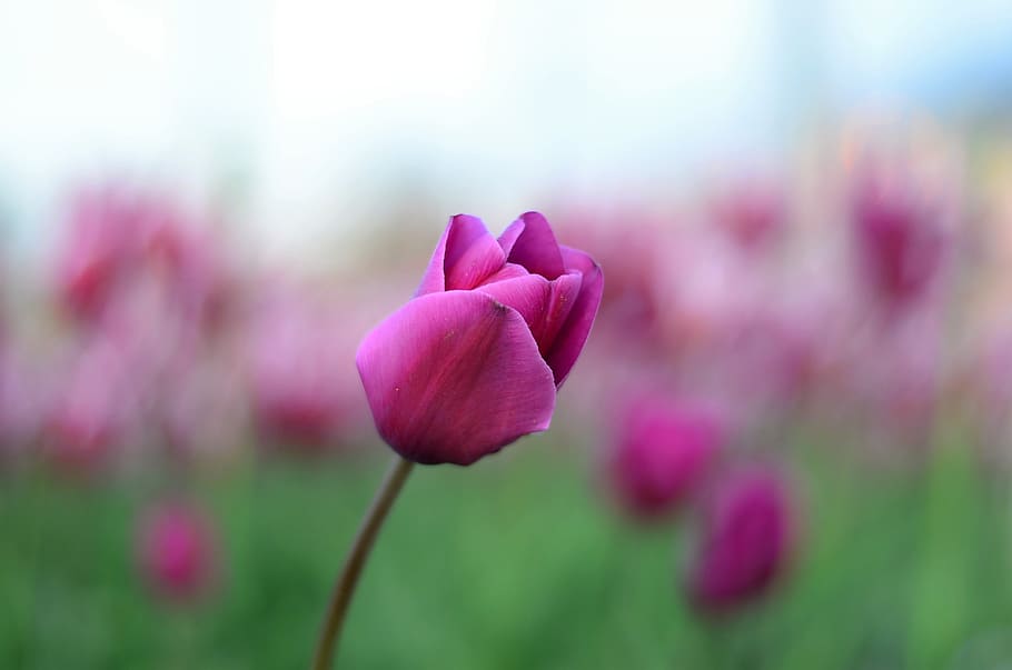 selective focus photo of pink tulip flower, Tulips, Macro, Close-Up HD wallpaper