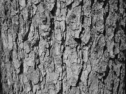 tree bark, texture, black and white, black white, nature, backgrounds HD wallpaper