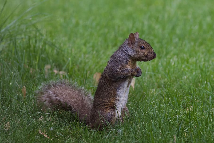 Squirrel, Animal, Nature, Wild, Forest, cute, wildlife, mammal HD wallpaper