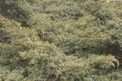 ambient, green, juniper, vegetation, plant, growth, green color HD wallpaper