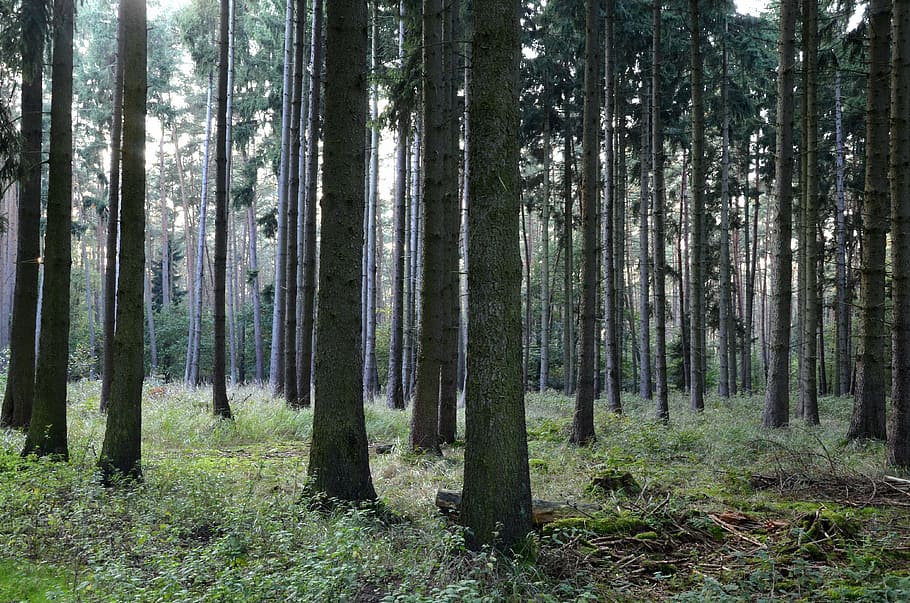 forest, coniferous forest, trees, conifers, autumn forest, pine forest HD wallpaper