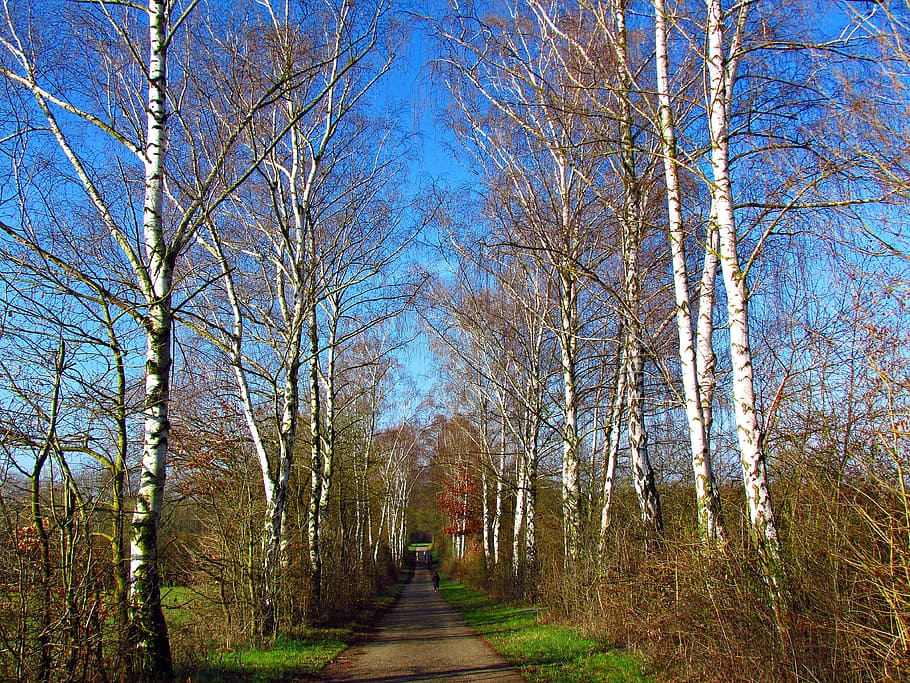 spring, the path, spacer, birch, way, forest, tree, nature HD wallpaper