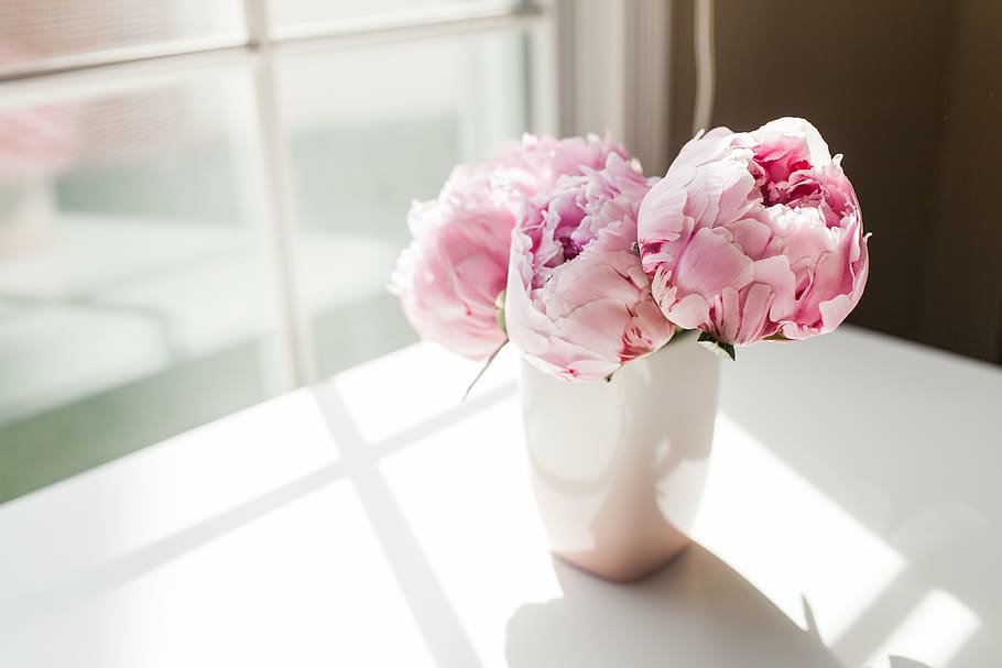 pink peony flowers in white vase, peonies, floral, summer, bouquet