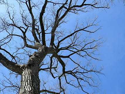 Top, Tree, Altitude, Branch, Trunk, sky, bark, wood, bare tree HD wallpaper