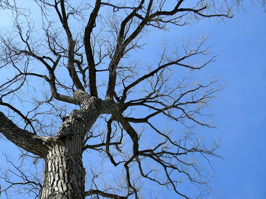 Top, Tree, Altitude, Branch, Trunk, sky, bark, wood, bare tree HD wallpaper