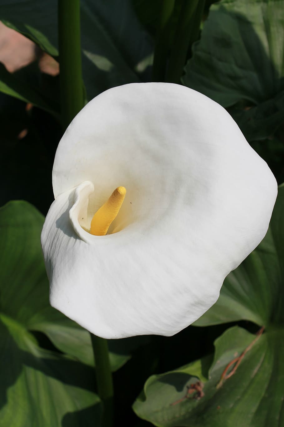 calla, blossom, bloom, white, flower, plant, nature, white blossom HD wallpaper