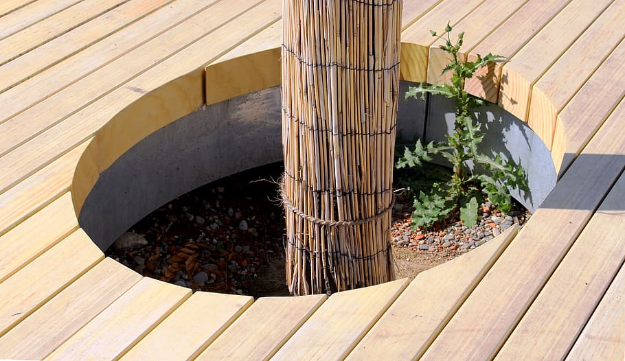 tree, reed, tree island, hole, rondelle, boards, area, thistle HD wallpaper