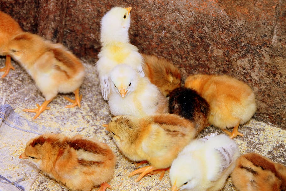 chicken, chicks, feeding, hen, mother, poultry, birds, animal HD wallpaper