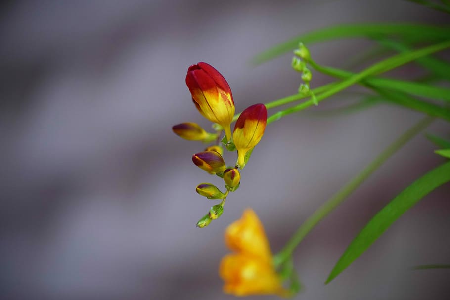 nature, flower, leaf, plant, flowering plant, beauty in nature HD wallpaper