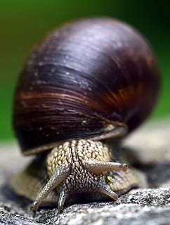Snail, Shell, Mollusk, Nature, Reptile, animal, close, slowly HD wallpaper