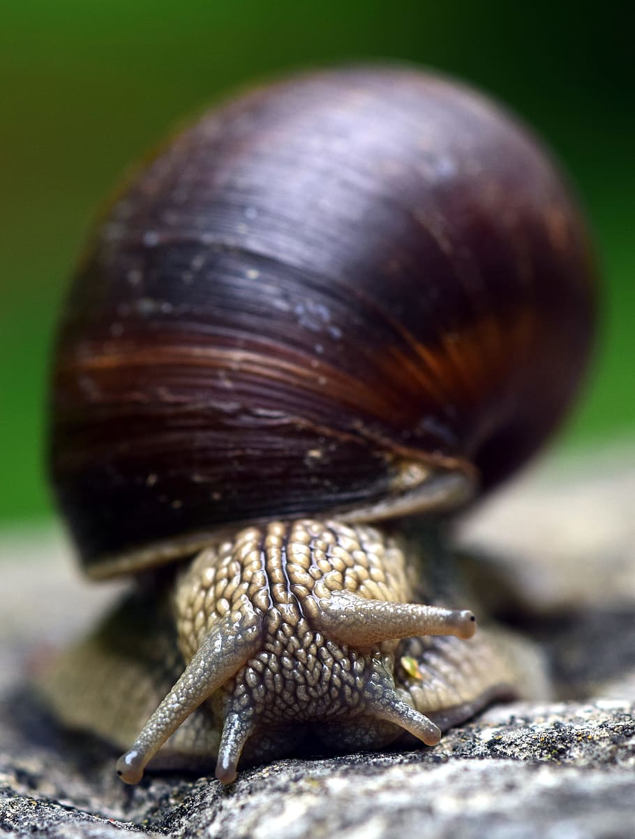Snail, Shell, Mollusk, Nature, Reptile, animal, close, slowly HD wallpaper