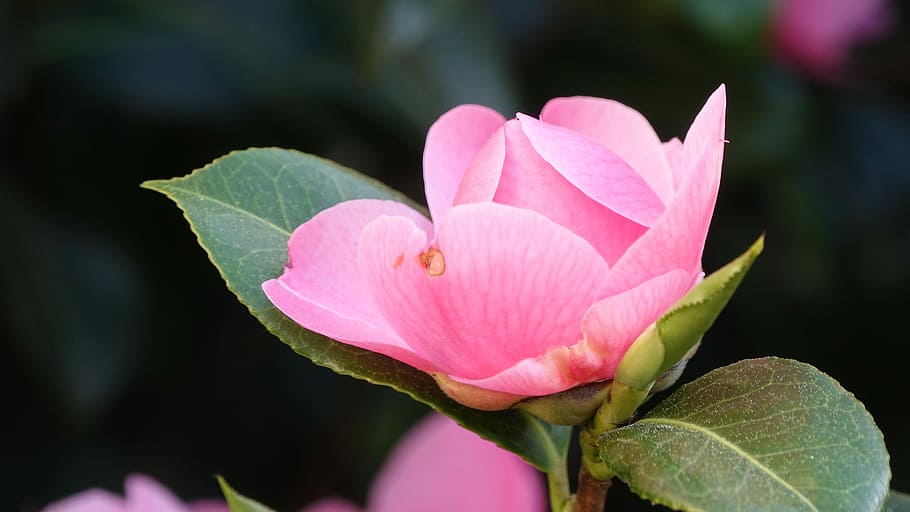 flower, plant, leaf, nature, flowering plant, pink color, petal HD wallpaper