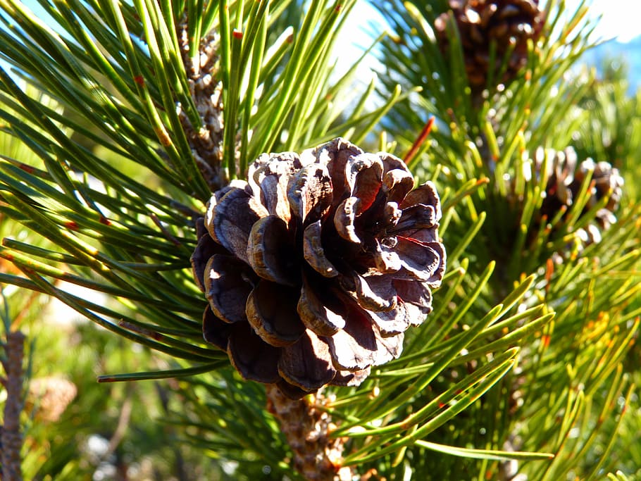 mountain pine, tap, nature, plant, pine cone, growth, tree HD wallpaper