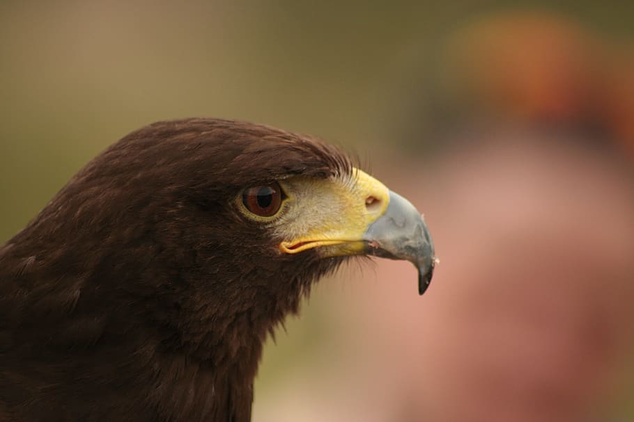Harris Hawk, Raptor, Bird, nature, wildlife, beak, predator HD wallpaper