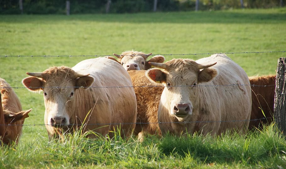 Cow, Cows, Pair, Bull, Potions, Drink, meadow, cattle, cattle breeding HD wallpaper
