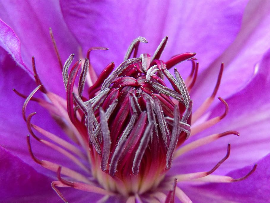 clematis, blossom, bloom, bud, flower, purple, close, violet HD wallpaper