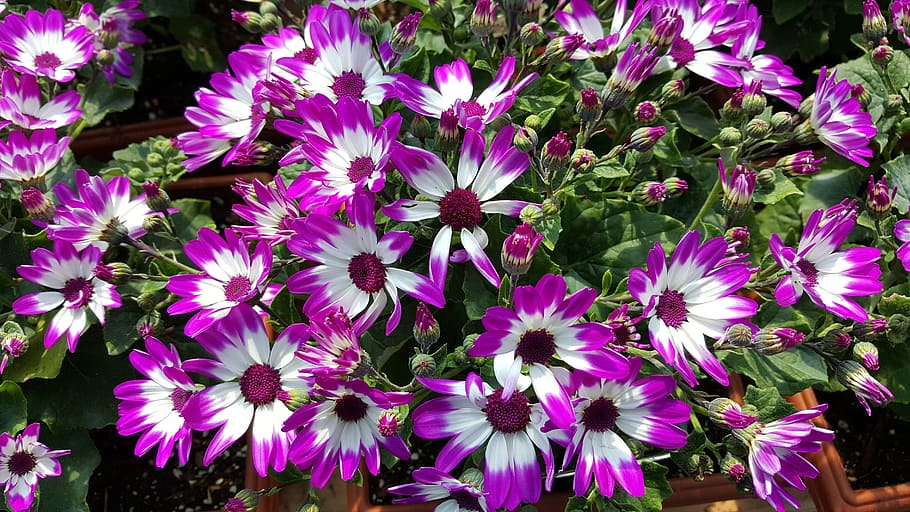 plants, nursery, flower, flowering plant, freshness, vulnerability HD wallpaper