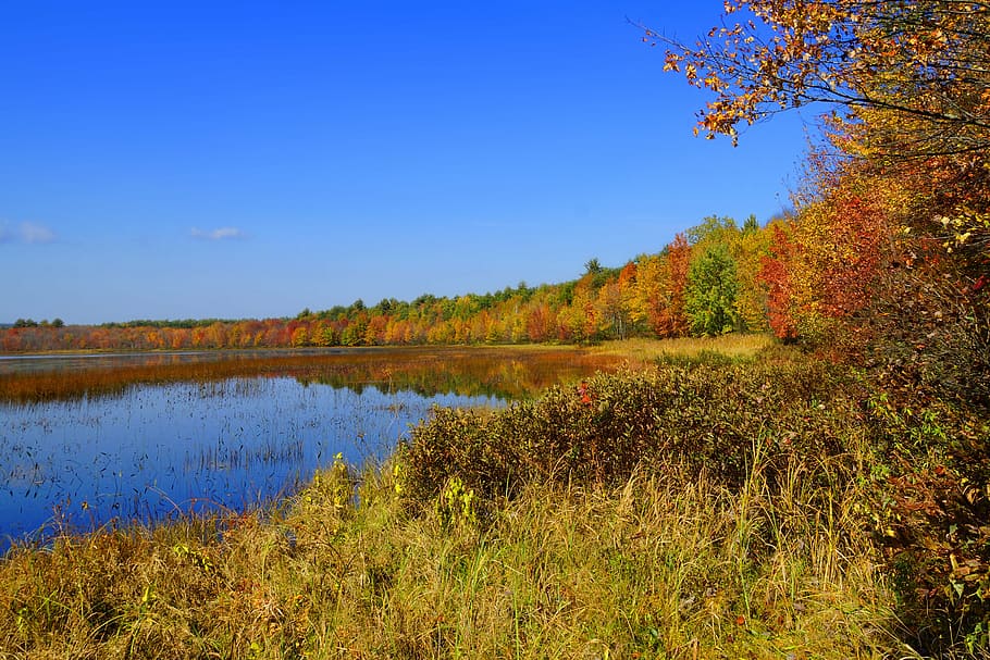 foliage, lake, leaves, fall, autumn, plant, beauty in nature HD wallpaper