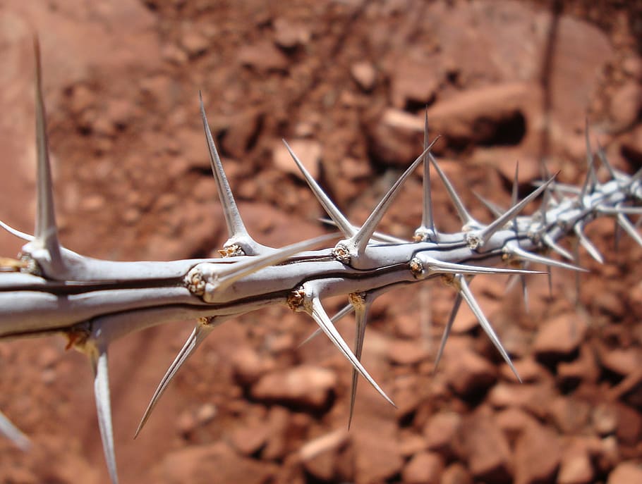 spike vine photo, thorns, thorny, sharp, nature, desert, sedona HD wallpaper