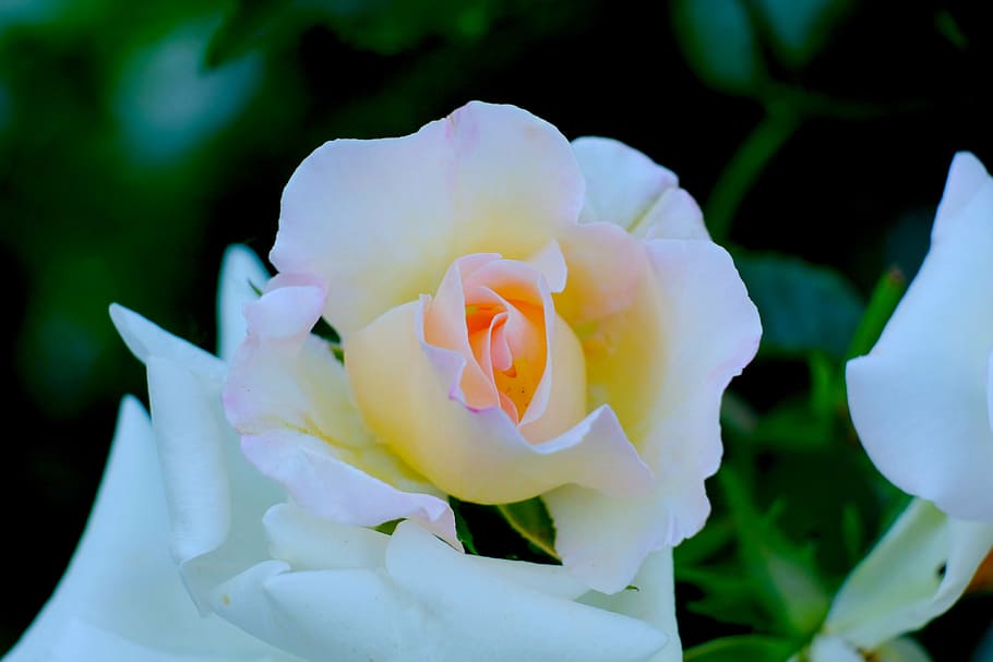 rose, white, blossom, bloom, white rose, flower, nature, rose bloom HD wallpaper