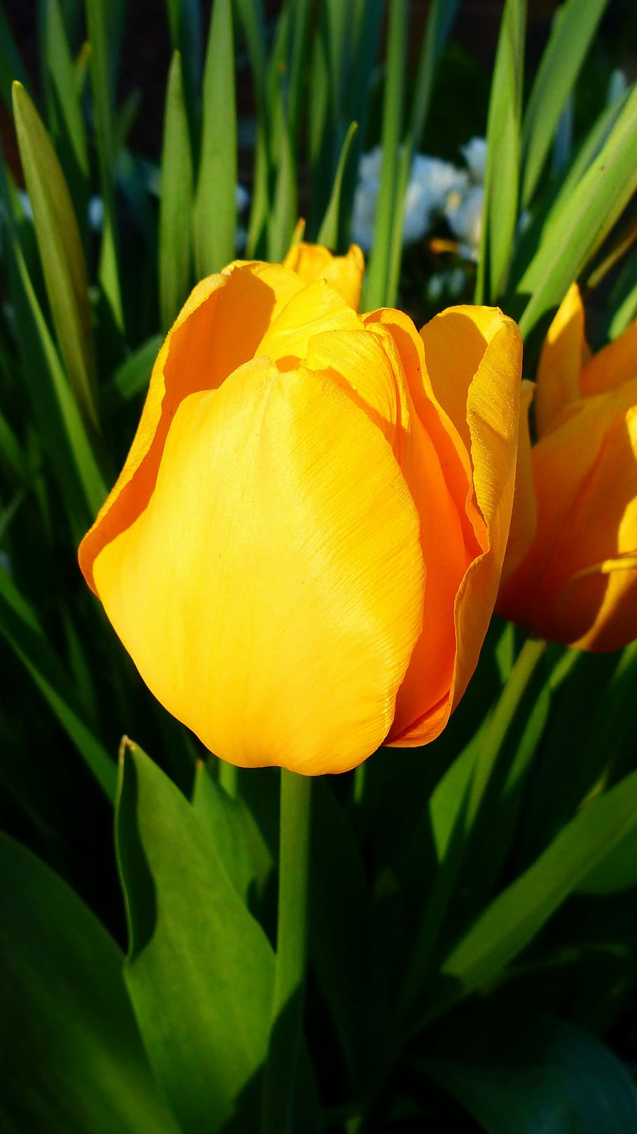 tulip, nature, flower, plant, garden, botany, green, spring HD wallpaper