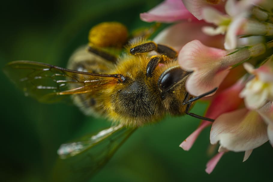 nature, flower, bee, insect, macro, flowering plant, animal themes HD wallpaper