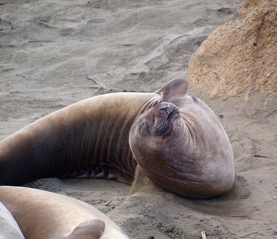 elephant seal, mammal, pinniped, nature, coastal, california