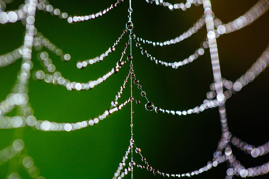 spider web, bokeh, dew, nature, insect, cobweb, pattern, net, HD wallpaper