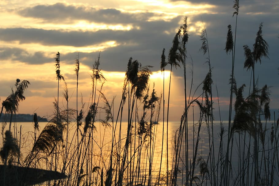 Burhaniye, Day, Sunset, nature, silhouette, plant, outdoors HD wallpaper