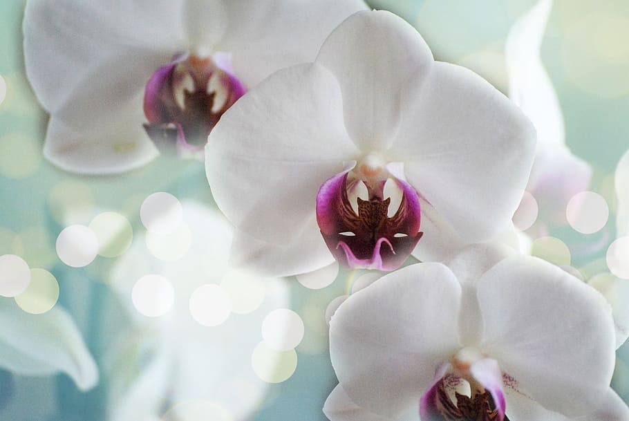 shallow photography of white flowers, orchids, nature, tropical HD wallpaper