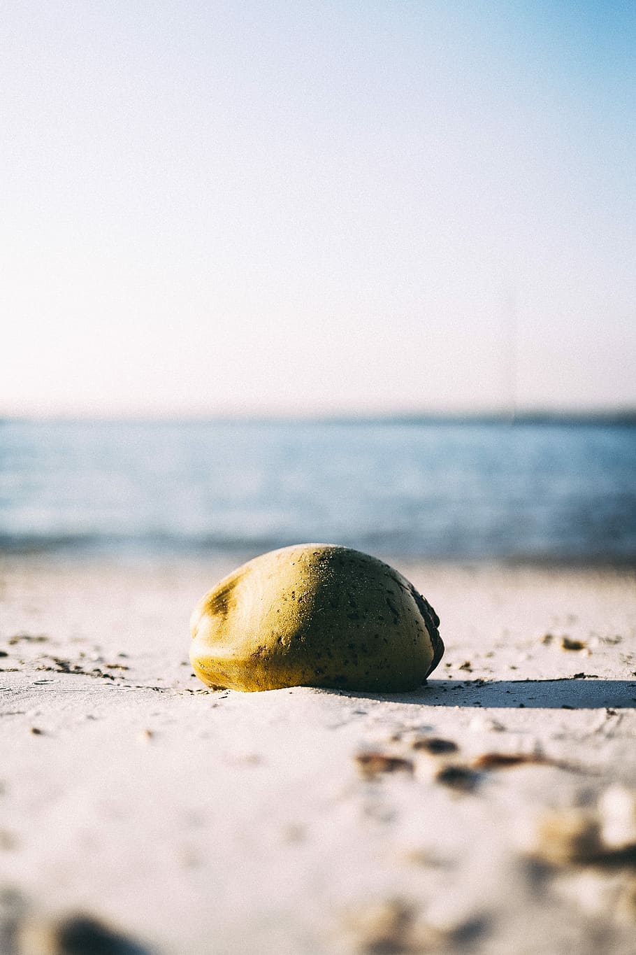 green coconut fruit on soil, water, sand, sea, beach, sky, land HD wallpaper