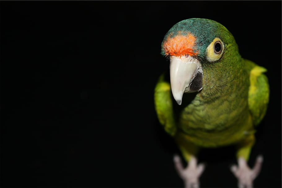shallow focus photography of green lovebird, parrot, one animal