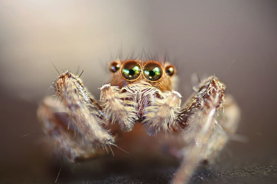 insect, eye, macro, arachnid, invertebrate, animal, animal themes HD wallpaper
