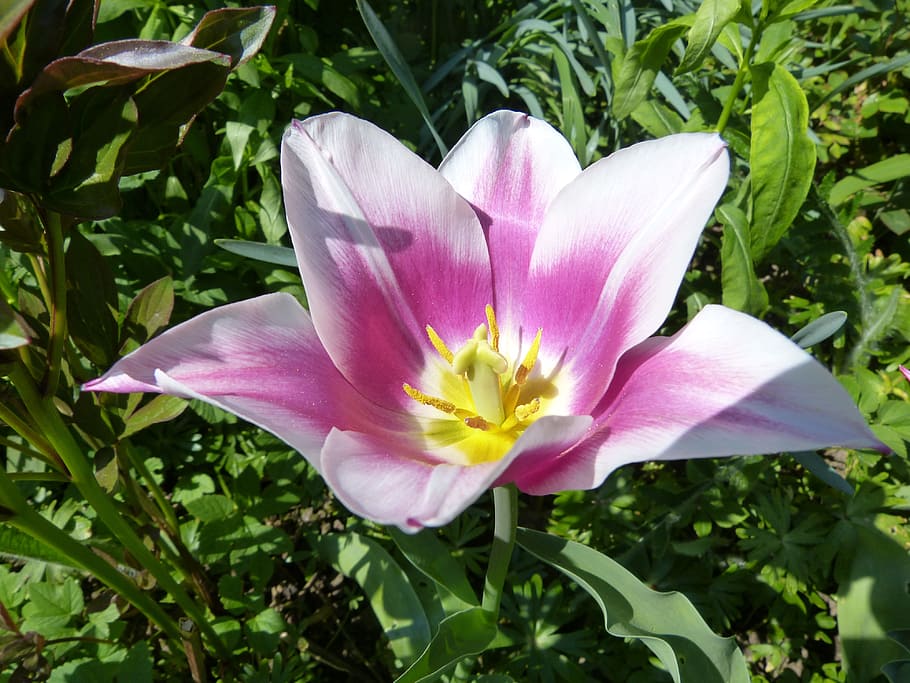 tulip, blossom, bloom, white, violet, spring, flower, flowering plant HD wallpaper