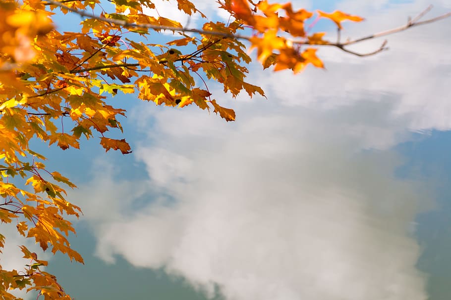 fall leaves, water, mirroring, cloud, autumn, color, blue, yellow HD wallpaper